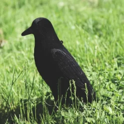 TERZEO CHASSEURS APPELANT CORBEAU FLOQUE SUR PIQUE
