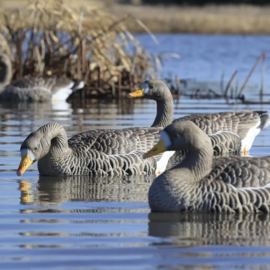 GREENHEAD APPELANT OIE RIEUSE FLOATER XD X4
