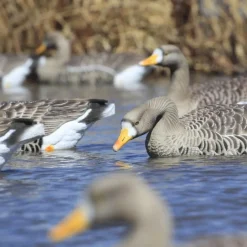 GREENHEAD APPELANT OIE RIEUSE FLOATER XD X4
