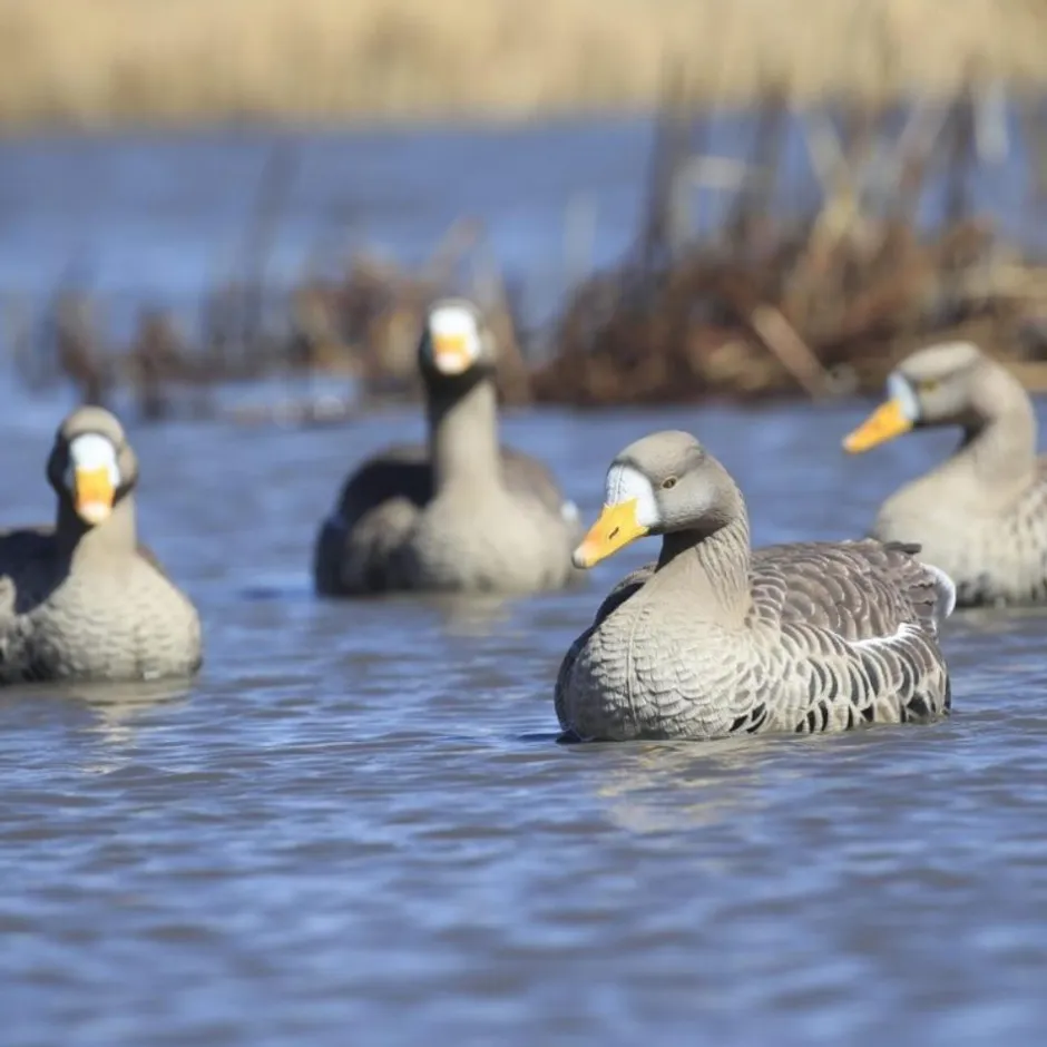 GREENHEAD APPELANT OIE RIEUSE FLOATER XD X4