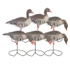 GREENHEAD APPELANT OIE RIEUSE PG SUR PIED X 6