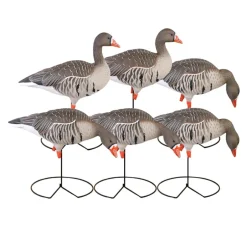GREENHEAD APPELANT OIE RIEUSE PG SUR PIED X 6