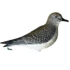 TERZEO CHASSEURS APPELANT PLUVIER DORE