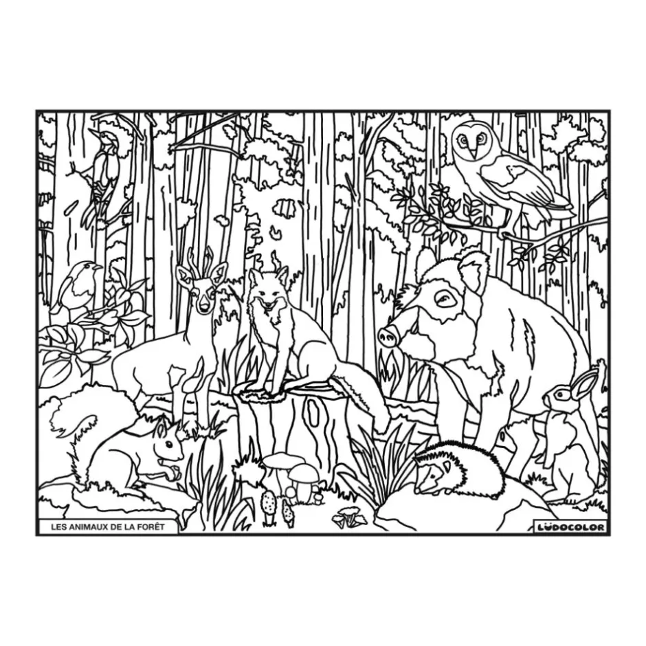 Enfant LUDOCOLOR COLORIAGE LES ANIMAUX DE LA FORET