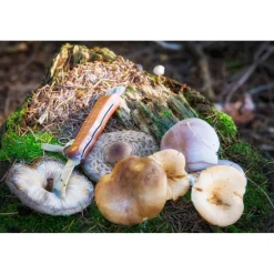 CAO COUTEAU CHAMPIGNONS ' INOX