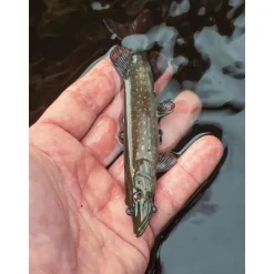 FOX RAGE LEURRE SOUPLE ULTRA REALISTIC PIKE REPLICANT 15CM