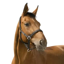 NORTON LICOL REFLECTIVE CHEVAL