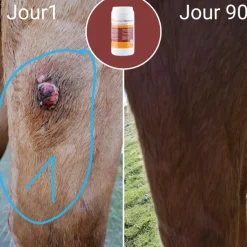 NATURAL INNOV NATURAL'IMMUNE