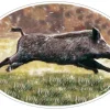 HV DVPT STICKER MARTIN NOUVEL SANGLIER