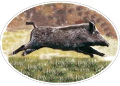 HV DVPT STICKER MARTIN NOUVEL SANGLIER