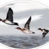 HV DVPT STICKER MARTIN NOUVEL SIFFLEURS