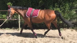 LAMICELL TAPIS DE SELLE FIGARA CHEVAL
