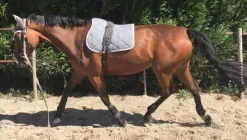 LAMICELL TAPIS DE SELLE FIGARA CHEVAL